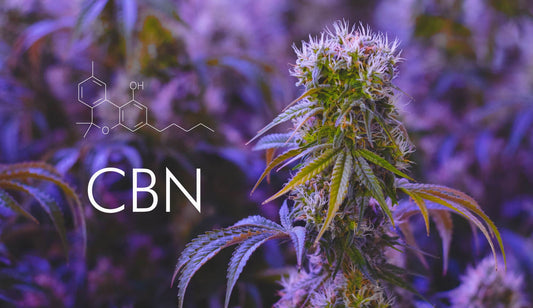 CBDN : Le Cannabinoïde Révolutionnaire dont Tout le Monde Parle
