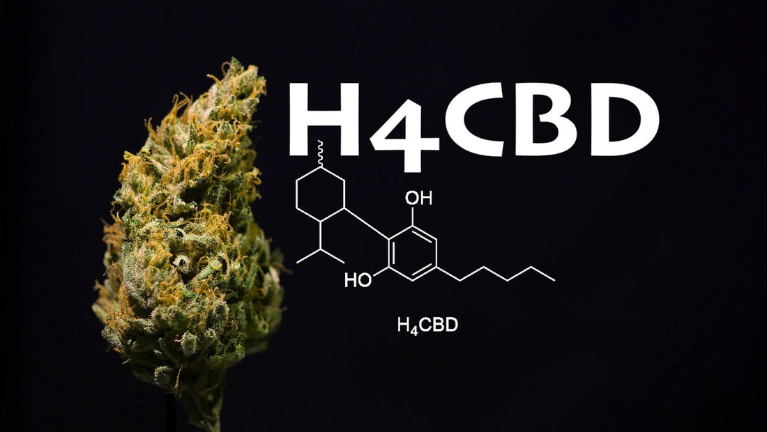 H4CBD : Le Cannabinoïde qui Bouscule les Codes du CBD