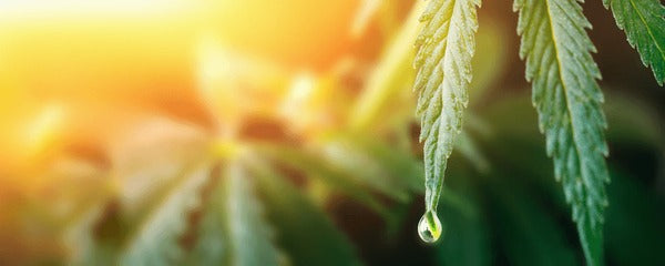 Le marché du CBD évolue vite