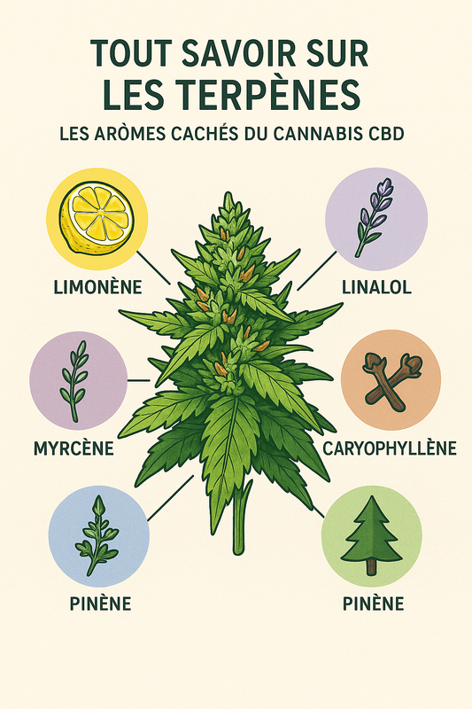 Tout savoir sur les terpènes : les arômes cachés du cannabis CBD