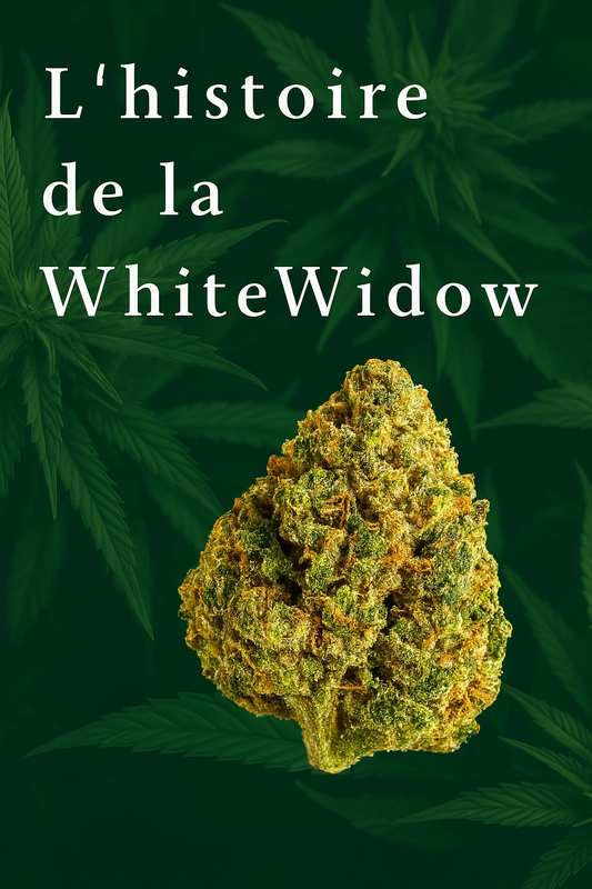 White Widow : Légende du cannabis et histoire d'une variété culte