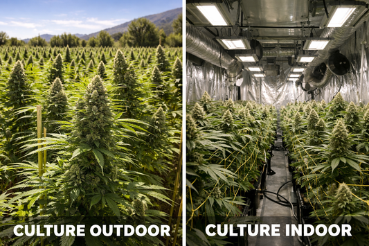 Culture CBD indoor vs outdoor : quelles différences ?